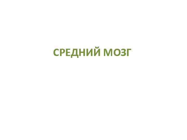 СРЕДНИЙ МОЗГ 