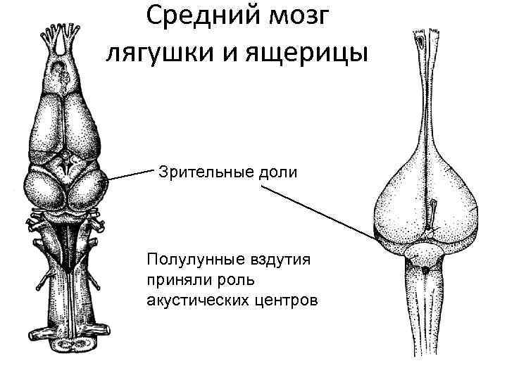 Средний мозг лягушки и ящерицы Зрительные доли Полулунные вздутия приняли роль акустических центров 