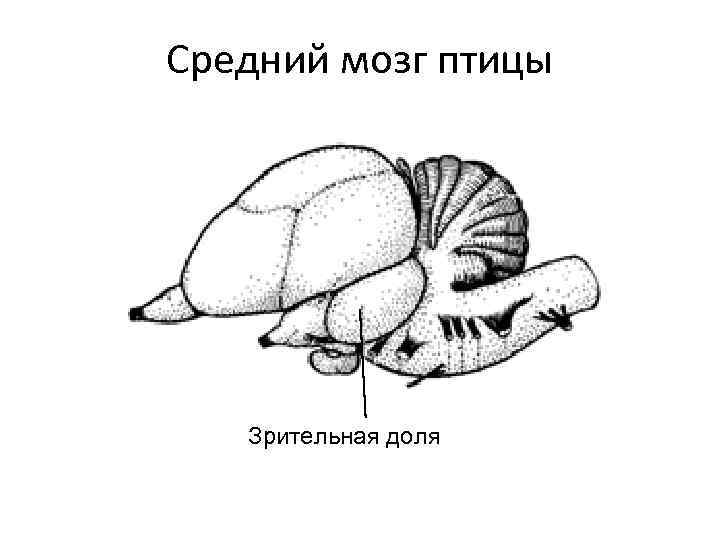 Средний мозг птицы Зрительная доля 