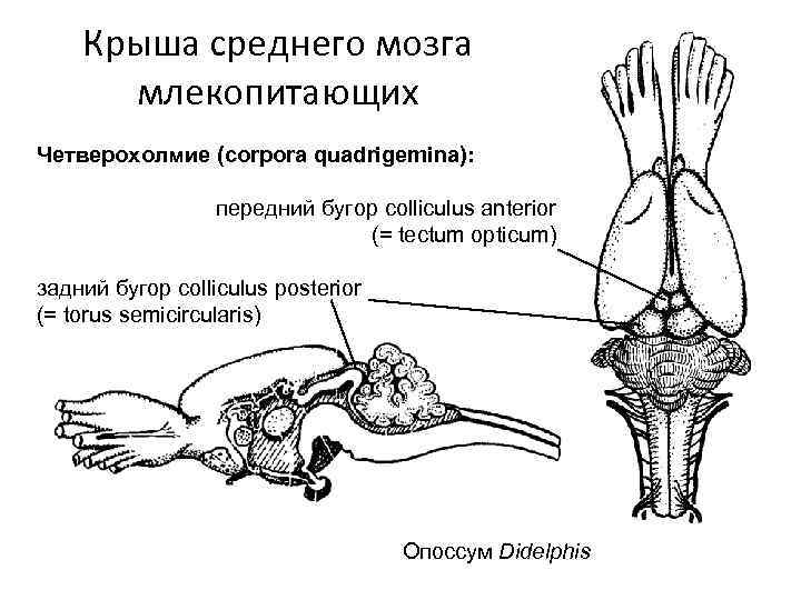 Крыша среднего мозга млекопитающих Четверохолмие (corpora quadrigemina): передний бугор colliculus anterior (= tectum opticum)