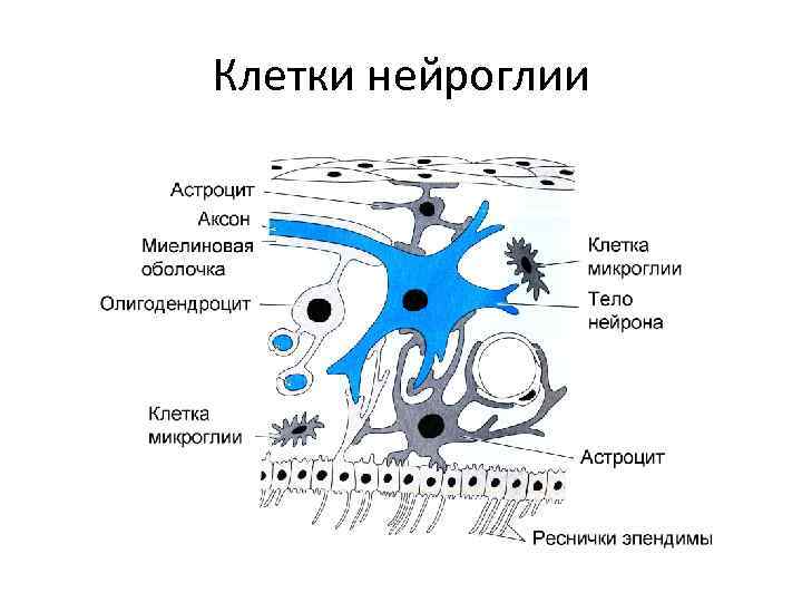 Клетки нейроглии 