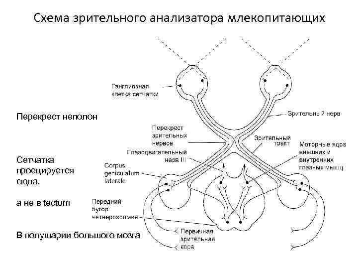 Схема зрительного анализатора млекопитающих Перекрест неполон Сетчатка проецируется сюда, а не в tectum В