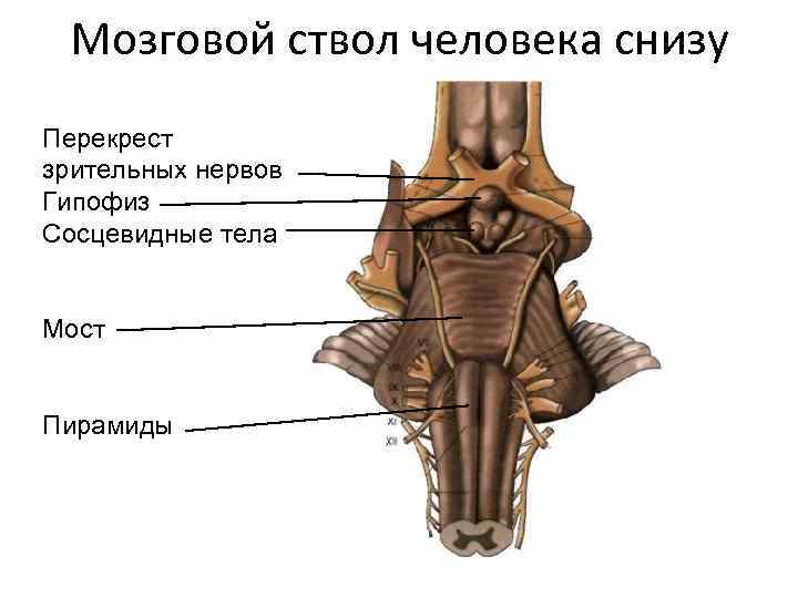 Мозговой ствол человека снизу Перекрест зрительных нервов Гипофиз Сосцевидные тела Мост Пирамиды 