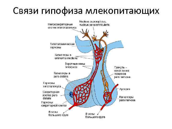 Связи гипофиза млекопитающих 