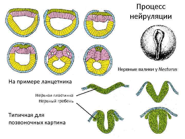 Процесс нейруляции Нервные валики у Necturus На примере ланцетника Нервная пластинка Нервный гребень Типичная
