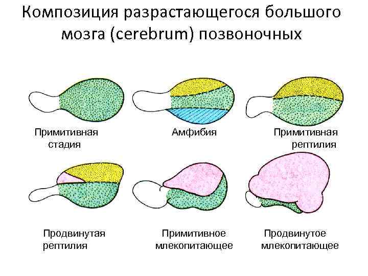 Композиция разрастающегося большого мозга (cerebrum) позвоночных Примитивная стадия Продвинутая рептилия Амфибия Примитивное млекопитающее Примитивная