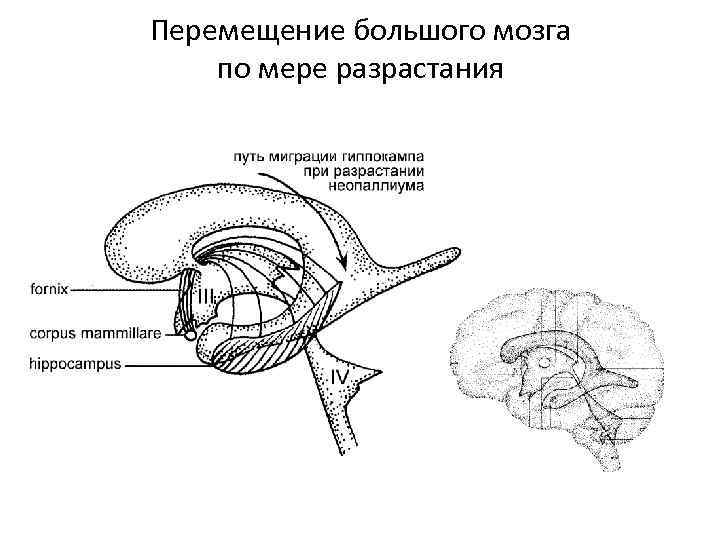 Перемещение большого мозга по мере разрастания 