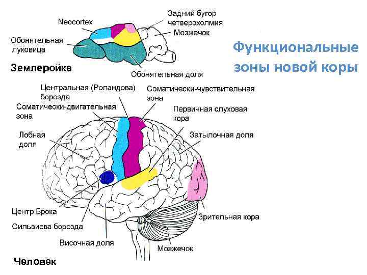 Землеройка Человек Функциональные зоны новой коры 