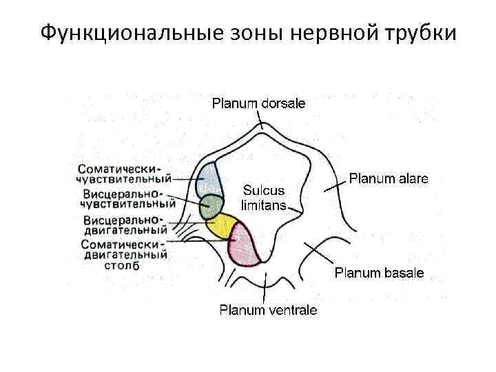 Функциональные зоны нервной трубки 