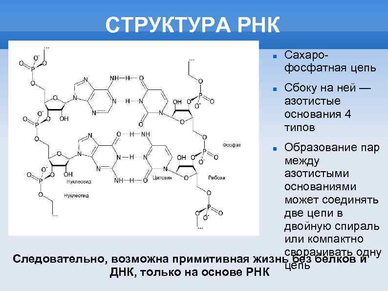 СТРУКТУРА РНК Сахарофосфатная цепь Сбоку на ней — азотистые основания 4 типов Образование пар