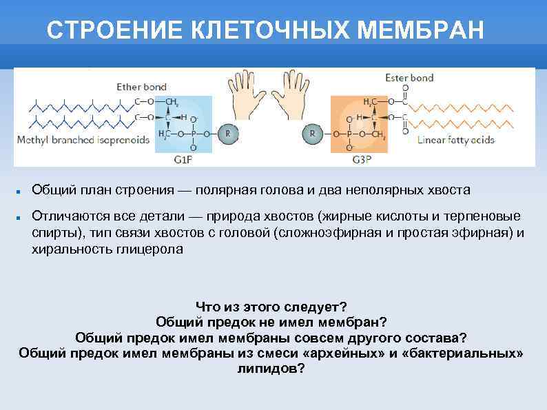СТРОЕНИЕ КЛЕТОЧНЫХ МЕМБРАН Общий план строения — полярная голова и два неполярных хвоста Отличаются