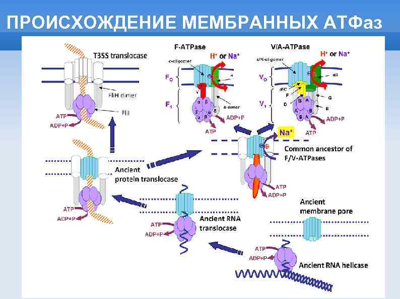 ПРОИСХОЖДЕНИЕ МЕМБРАННЫХ АТФаз 