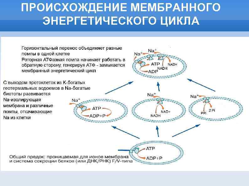 ПРОИСХОЖДЕНИЕ МЕМБРАННОГО ЭНЕРГЕТИЧЕСКОГО ЦИКЛА 