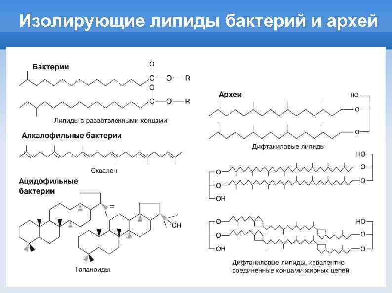 Изолирующие липиды бактерий и архей 