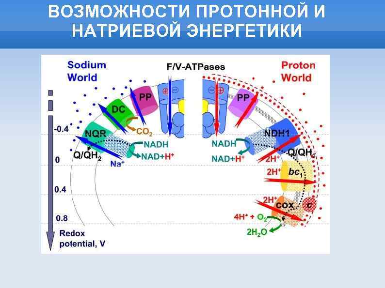 Полярное строение. Строение протонной клетки. Протонная и натриевая. Натриевая Энергетика. Создание протонного градиента в фотосинтезе.