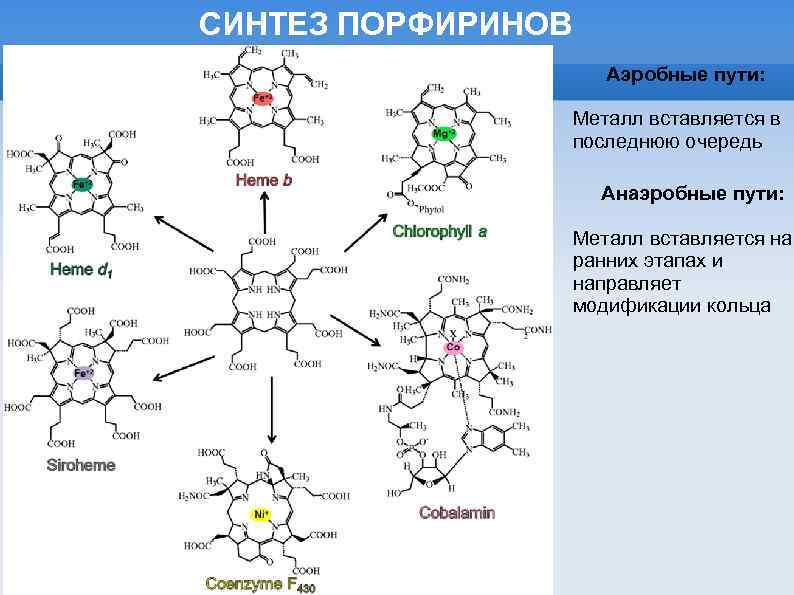 Общий план строения нс