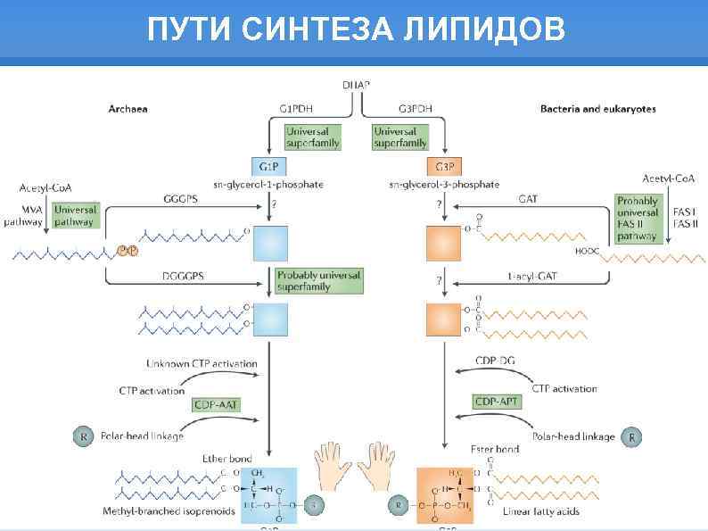 ПУТИ СИНТЕЗА ЛИПИДОВ 