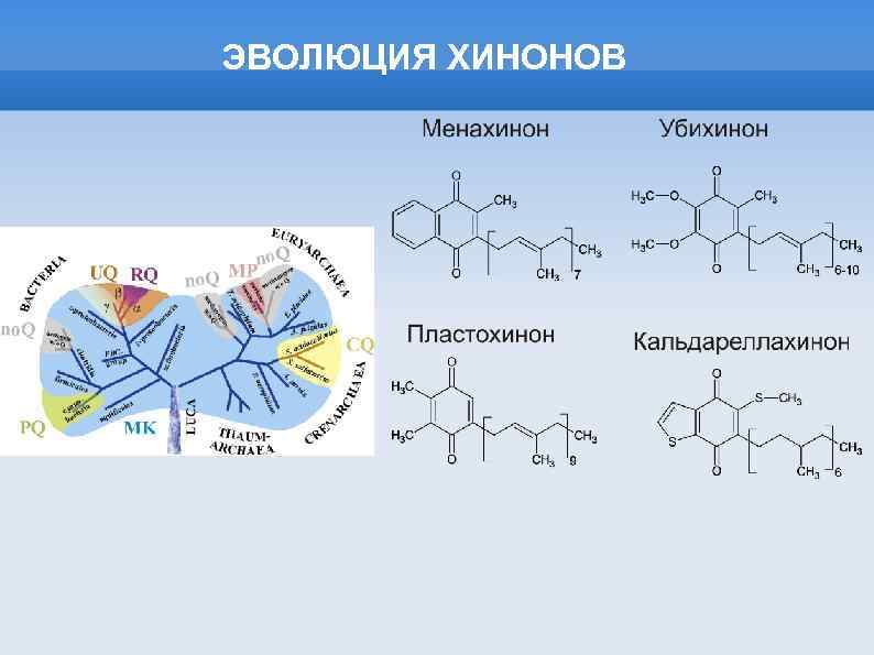 ЭВОЛЮЦИЯ ХИНОНОВ 