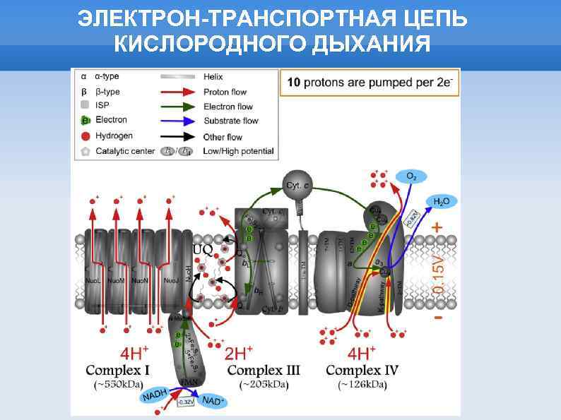 Полярное строение