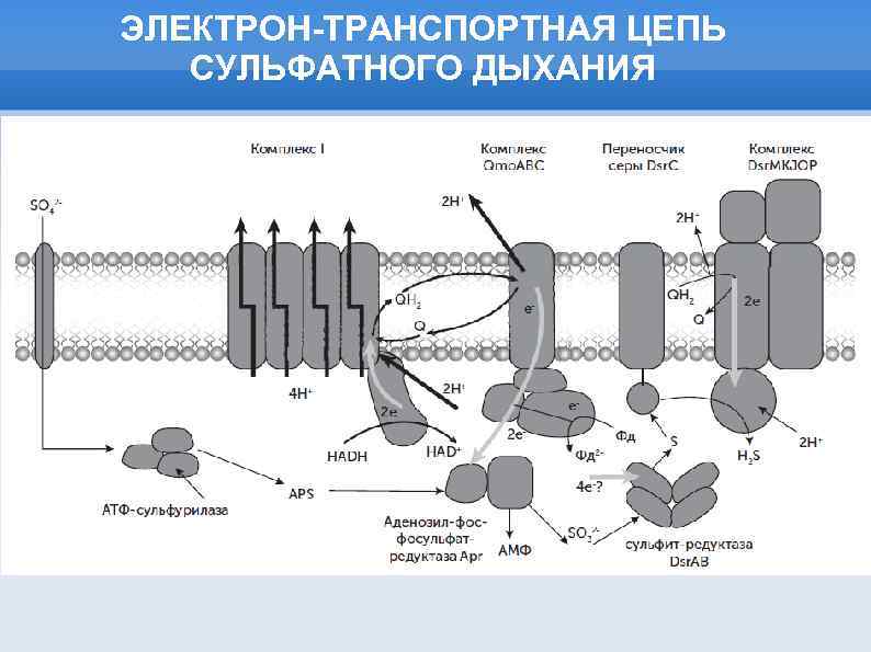 ЭЛЕКТРОН-ТРАНСПОРТНАЯ ЦЕПЬ СУЛЬФАТНОГО ДЫХАНИЯ 