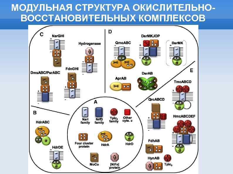 МОДУЛЬНАЯ СТРУКТУРА ОКИСЛИТЕЛЬНОВОССТАНОВИТЕЛЬНЫХ КОМПЛЕКСОВ 