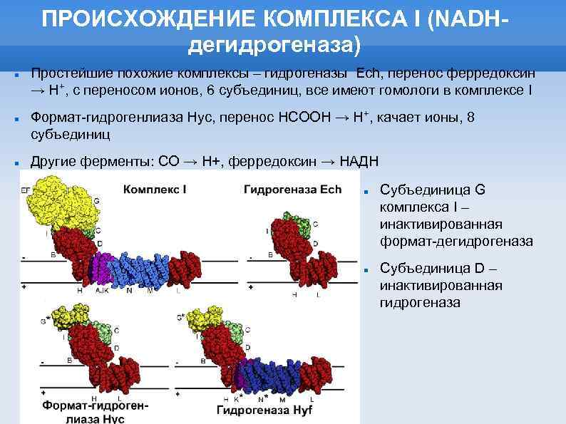 ПРОИСХОЖДЕНИЕ КОМПЛЕКСА I (NADHдегидрогеназа) Простейшие похожие комплексы – гидрогеназы Ech, перенос ферредоксин → H+,
