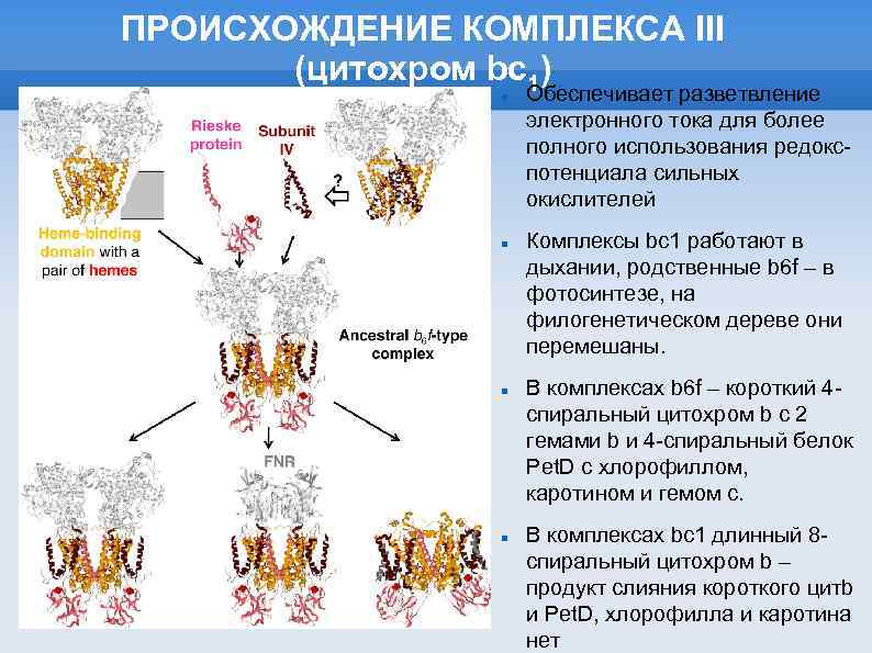ПРОИСХОЖДЕНИЕ КОМПЛЕКСА III (цитохром bc 1) Обеспечивает разветвление электронного тока для более полного использования