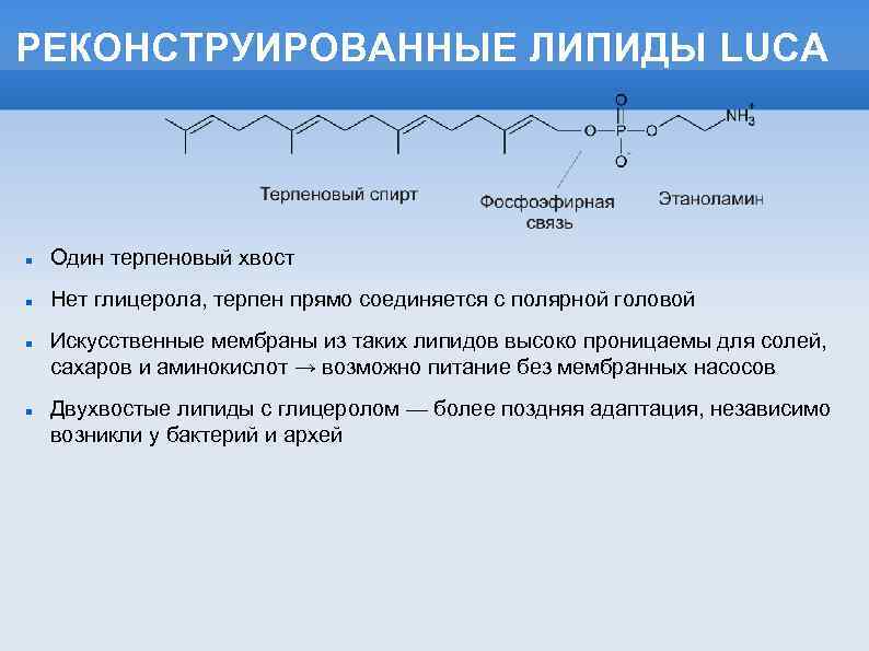 РЕКОНСТРУИРОВАННЫЕ ЛИПИДЫ LUCA Один терпеновый хвост Нет глицерола, терпен прямо соединяется с полярной головой