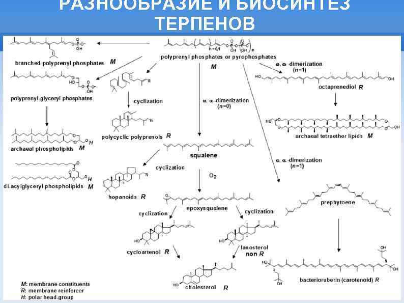 РАЗНООБРАЗИЕ И БИОСИНТЕЗ ТЕРПЕНОВ 