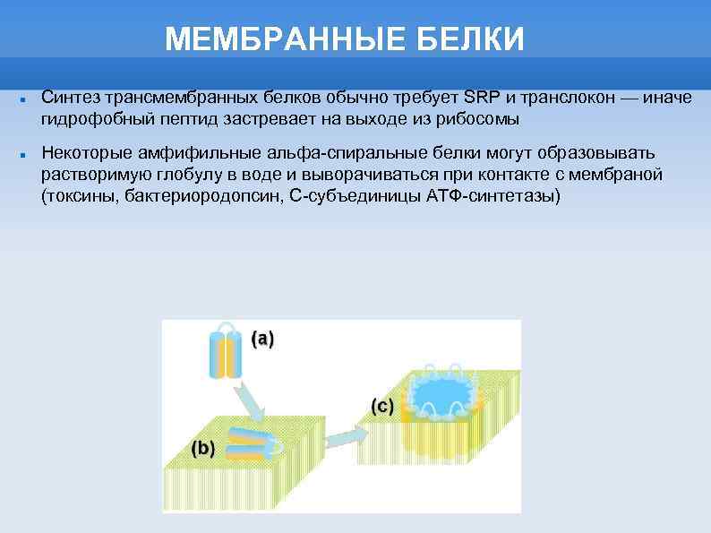 Синтез белков мембран