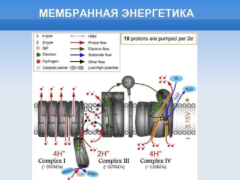 МЕМБРАННАЯ ЭНЕРГЕТИКА 