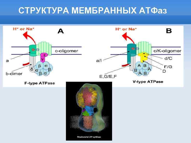 СТРУКТУРА МЕМБРАННЫХ АТФаз 