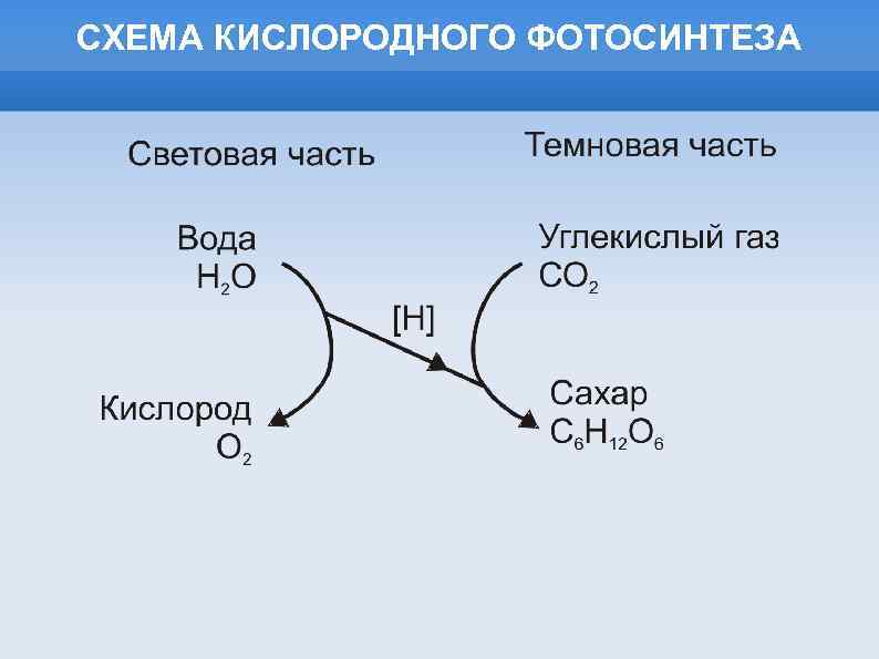 СХЕМА КИСЛОРОДНОГО ФОТОСИНТЕЗА 