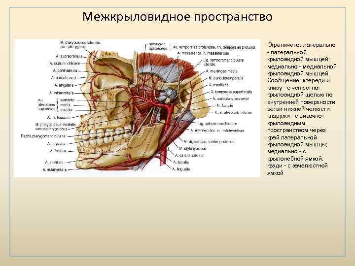 Медиальная стенка бокового окологлоточного латерофарингеального клетчаточного пространства