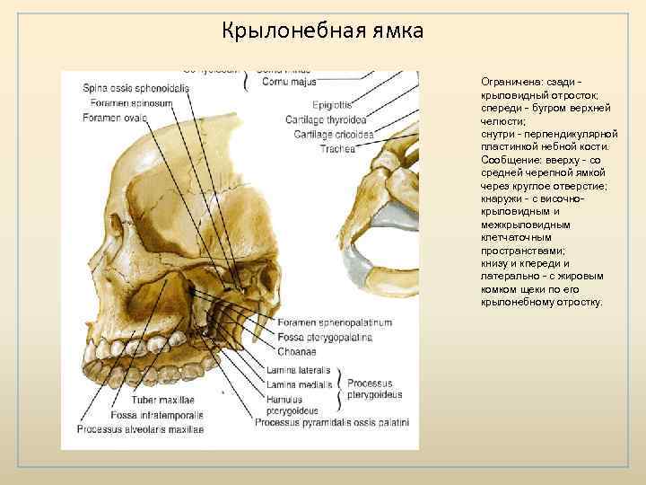 Укажите сообщения крыловидно небной ямки. Крыловидно-небная ямка на черепе. Крыловидно небное отверстие. Крыловидно небная ямка строение. Крыловидно-небную ямку образуют:.