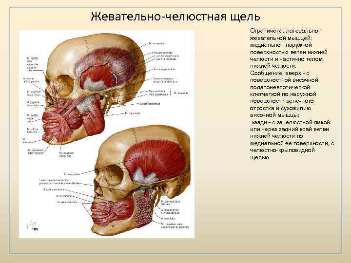 Жевательно-челюстная щель Ограничена: латерально жевательной мышцей; медиально - наружной поверхностью ветви нижней челюсти и