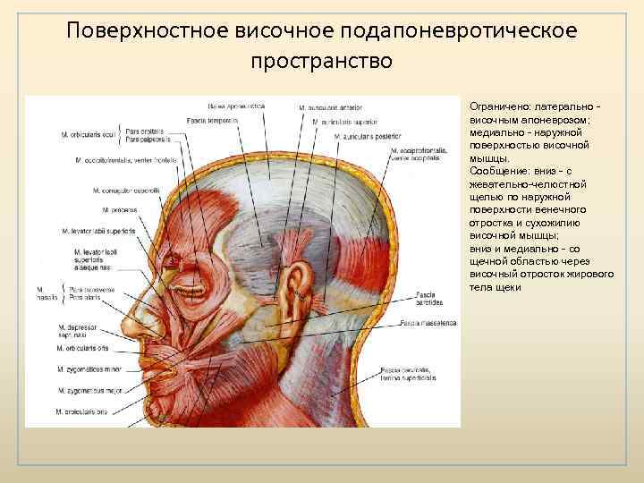 Апоневроз головы. Клетчаточные пространства головы анатомия. Височный апоневроз. Апоневроз височной мышцы.