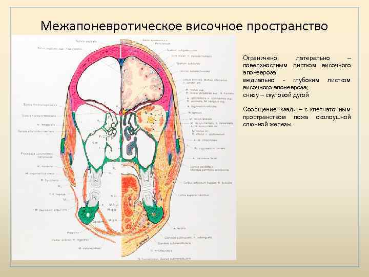 Клетчаточные пространства головы рисунок