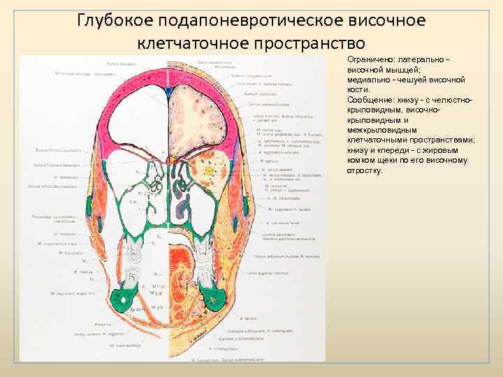 Клетчаточные пространства. Межапоневротическое клетчаточное пространство головы. Околочелюстное клетчаточное пространство. Межапоневротическое височное пространство. Височное клетчаточное пространство.