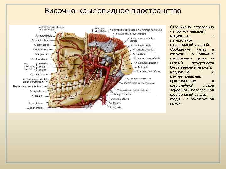 Крыловидная мышца