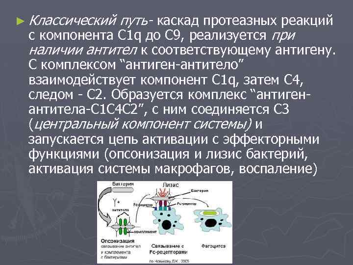 ► Классический путь- каскад протеазных реакций с компонента С 1 q до С 9,