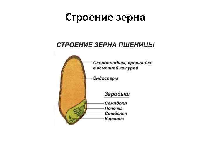 Строение зерна пшеницы рисунок