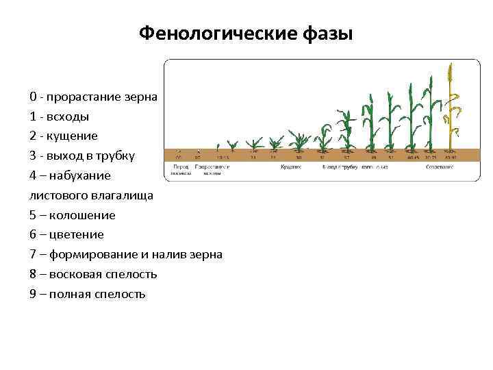 Вегетация растений что это простыми словами. Фазы развития пшеницы по Задоксу. Фазы вегетации озимой пшеницы. Фазы развития озимой пшеницы таблица. Фазы роста озимой пшеницы.