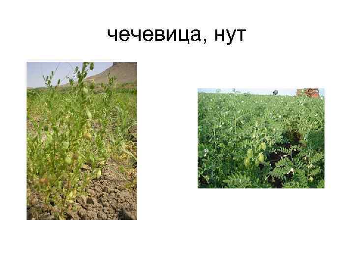 чечевица, нут 