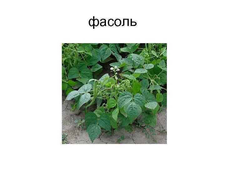 фасоль 
