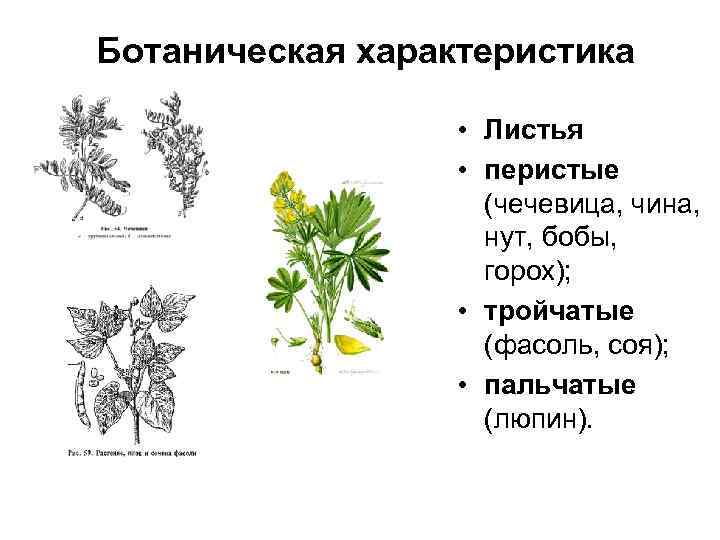 Бобовые кормовые культуры представители