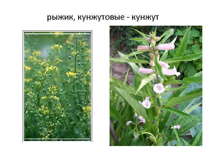 рыжик, кунжутовые - кунжут 