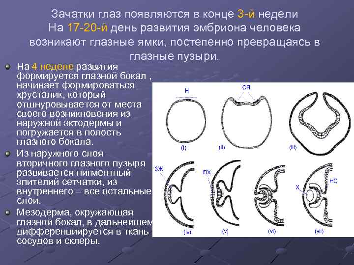 Зачатки глаз появляются в конце 3 -й недели На 17 -20 -й день развития