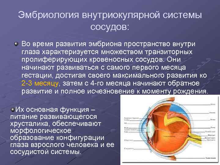 Эмбриология внутриокулярной системы сосудов: Во время развития эмбриона пространство внутри глаза характеризуется множеством транзиторных