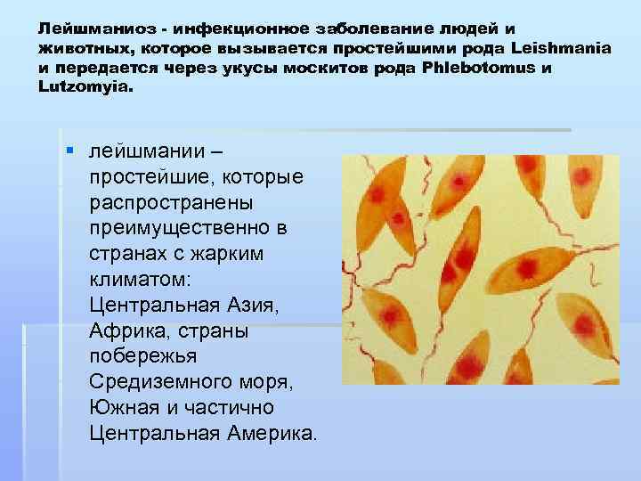 Лейшманиоз - инфекционное заболевание людей и животных, которое вызывается простейшими рода Leishmania и передается